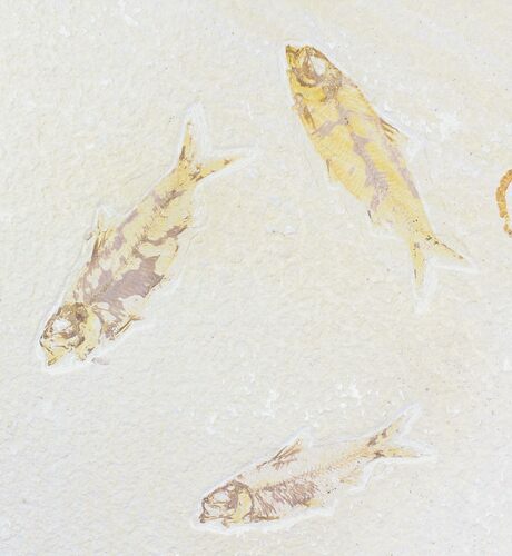 Multiple Knightia Fossil Fish Plate - x #21437